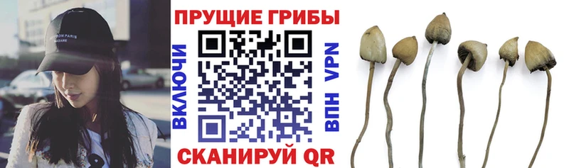Галлюциногенные грибы Cubensis  Купить  Кудрово 